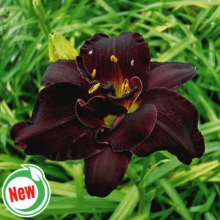 Bogeyman Daylily Thumbnail